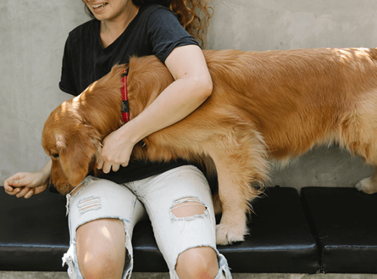 Golden Retriever puppy